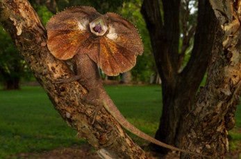 Картинка животные Ящерицы +игуаны +вараны дракончик