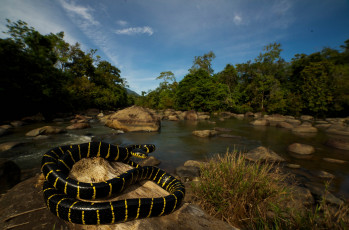 Картинка животные змеи +питоны +кобры змея камень речка