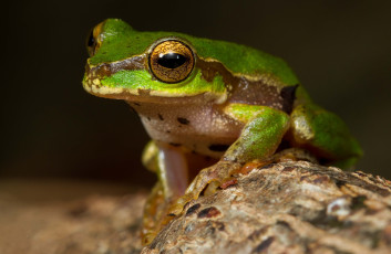 Картинка животные лягушки лягушка