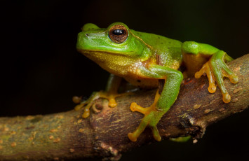 Картинка животные лягушки лягушка