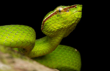 Картинка животные змеи +питоны +кобры зеленая змея