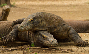 Картинка животные Ящерицы +игуаны +вараны комодский дракон