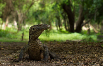 Картинка животные Ящерицы +игуаны +вараны дракон комодский