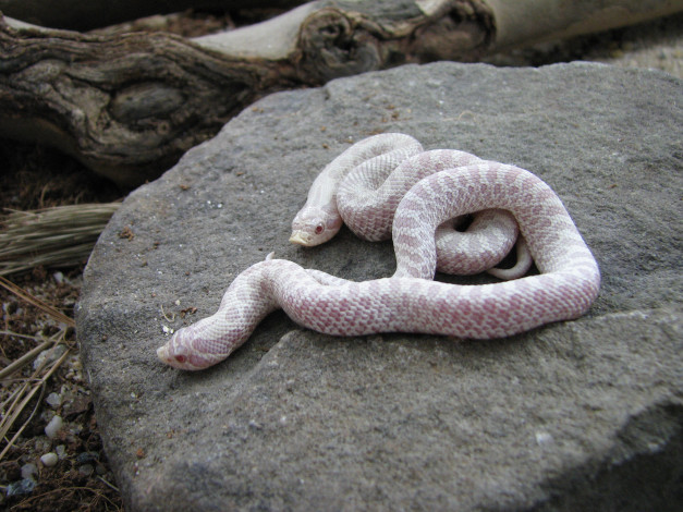 Обои картинки фото животные, змеи,  питоны,  кобры, змея, альбинос