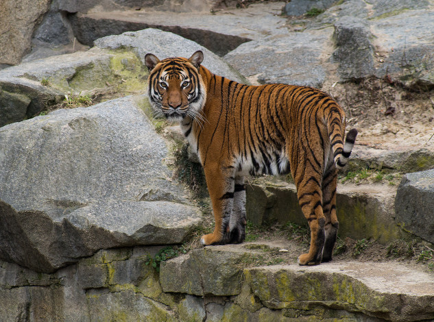 Обои картинки фото животные, тигры, тигр