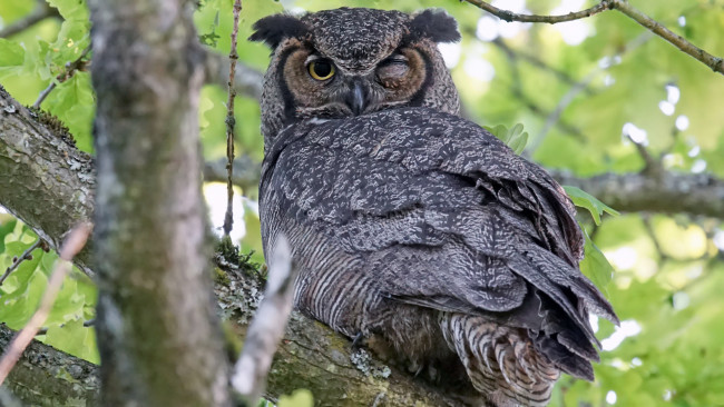 Обои картинки фото животные, совы, филин