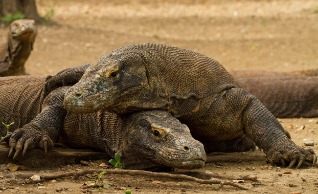 Обои картинки фото животные, Ящерицы,  игуаны,  вараны, комодский, дракон