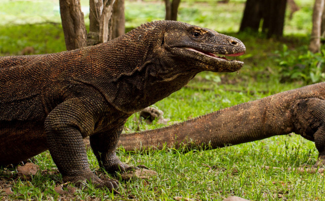 Обои картинки фото животные, Ящерицы,  игуаны,  вараны, комодский, дракон