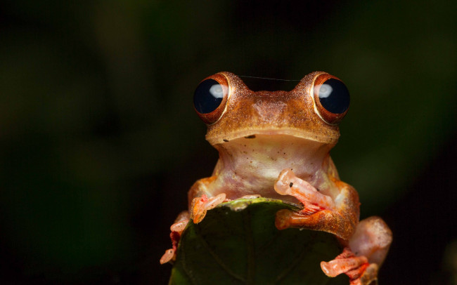 Обои картинки фото животные, лягушки, лягушка