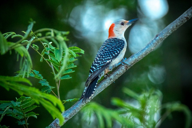 Обои картинки фото животные, дятлы, дятел, ветка, листья, птица