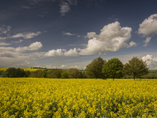 Картинка природа поля цветы облака горизонт деревья поле небо