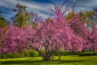 Картинка природа деревья дерево крона