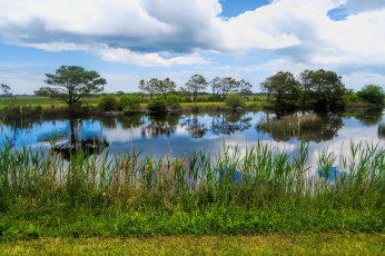 Картинка природа реки озера лес река