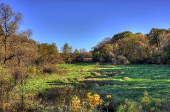 Картинка природа пейзажи лес поляна