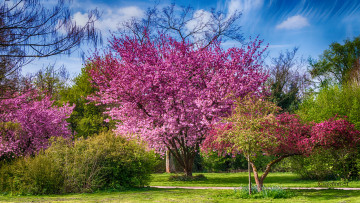 Картинка природа деревья дерево крона