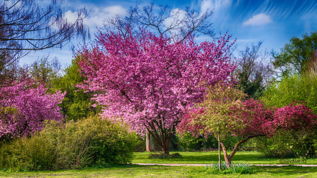 Обои картинки фото природа, деревья, дерево, крона