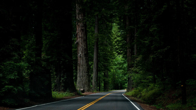 Обои картинки фото природа, дороги, лес, ночь