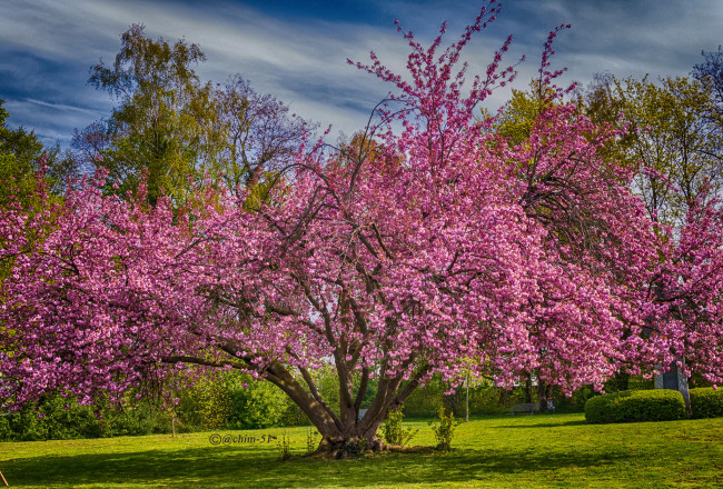 Обои картинки фото природа, деревья, дерево, крона