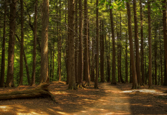 Картинка природа лес деревья