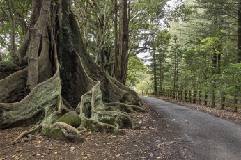 Картинка природа дороги тракт