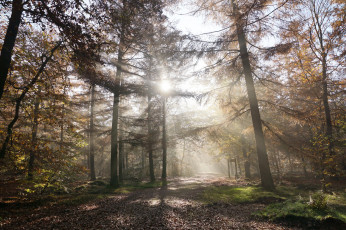 Картинка природа лес деревья