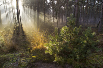 Картинка природа лес деревья