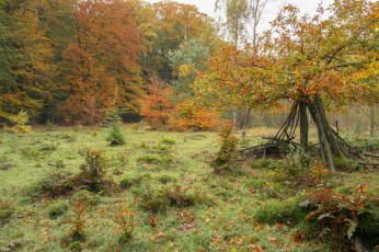 Картинка природа лес деревья