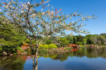 Картинка природа парк рассвет