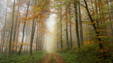 Картинка природа лес деревья