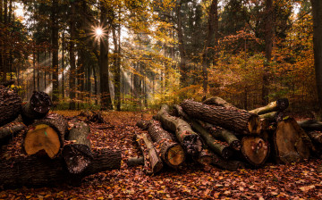 Картинка природа лес деревья