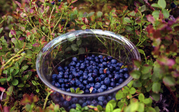Картинка еда голубика +черника ягодник черника
