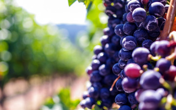 Картинка природа Ягоды +виноград ягоды