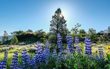 Картинка природа луга рассвет