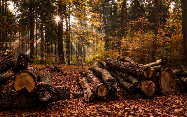 Обои картинки фото природа, лес, деревья