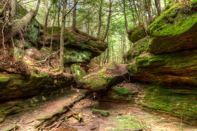 Обои картинки фото природа, лес, деревья