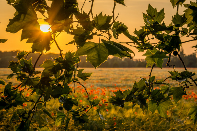 Обои картинки фото природа, восходы, закаты, рассвет