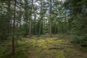 Картинка природа лес простор