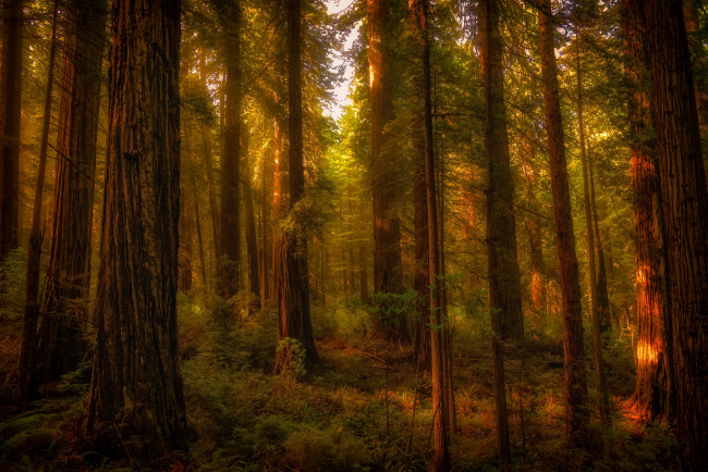 Обои картинки фото природа, лес, чаща