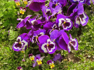 Картинка цветы анютины+глазки+ садовые+фиалки весна 2018