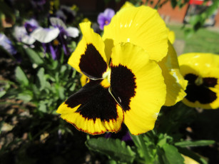 Картинка цветы анютины+глазки+ садовые+фиалки весна 2018