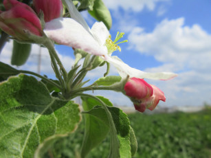 Картинка цветы цветущие+деревья+ +кустарники весна 2018