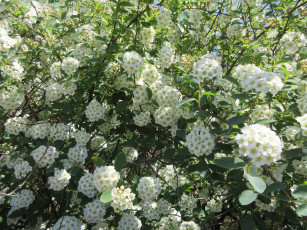 Картинка цветы цветущие+деревья+ +кустарники весна 2018