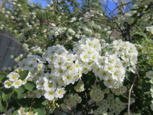 Картинка цветы цветущие+деревья+ +кустарники весна 2018