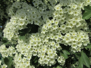 Картинка цветы цветущие+деревья+ +кустарники весна 2018