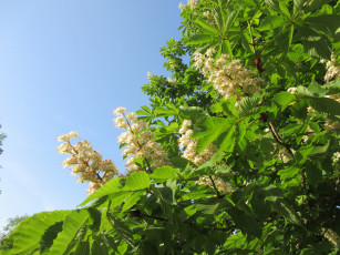 Картинка цветы каштаны весна 2018