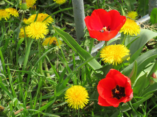 Картинка цветы разные+вместе весна 2018