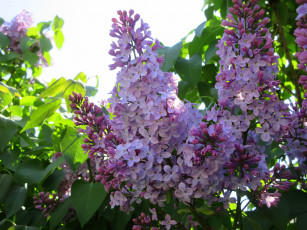 Картинка цветы сирень весна 2018