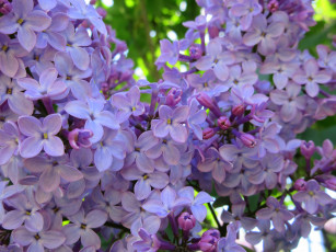 Картинка цветы сирень весна 2018