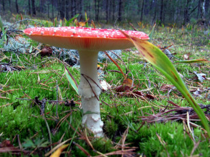 Картинка природа грибы +мухомор мухомор