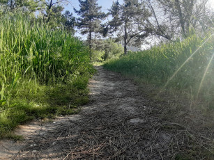 Картинка sairan+green природа парк трава